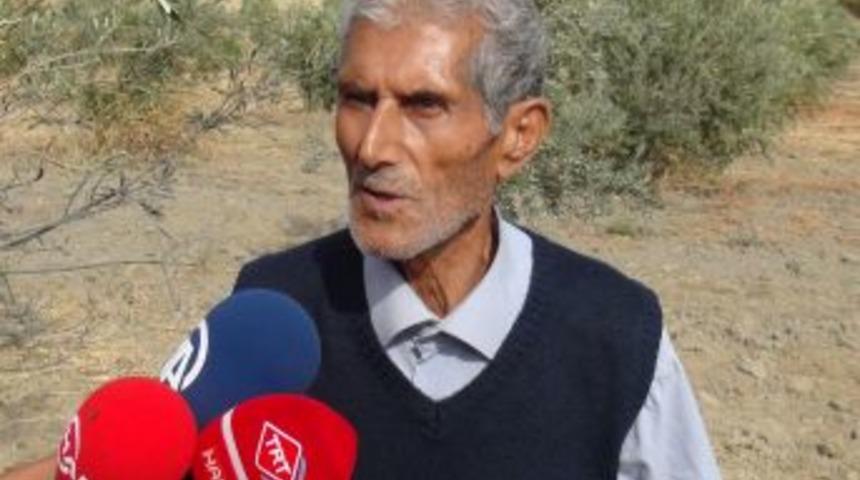 Suriye&rsquo;den Atılan Havan Mermisi Hatay'da Zeytin Ağa&ccedil;larına Zarar Verdi