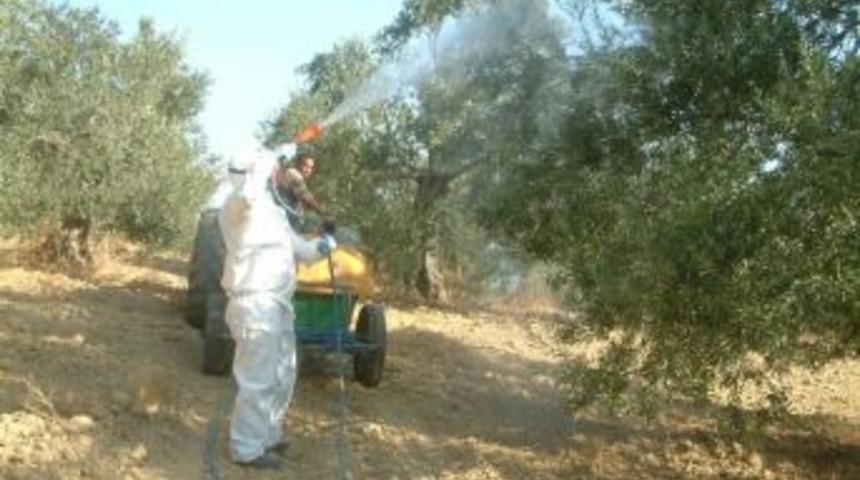 Burhaniye&rsquo;de Zeytin Sineği M&uuml;cadelesinde Yeni D&ouml;nem Başladı