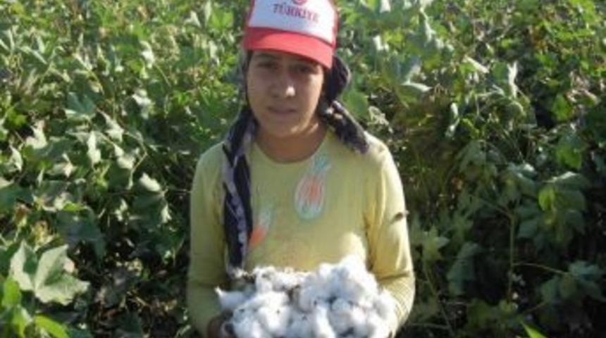 Şanlıurfalı &Ouml;ğrenciler Halen Pamuk Tarlasında &Ccedil;alışıyor