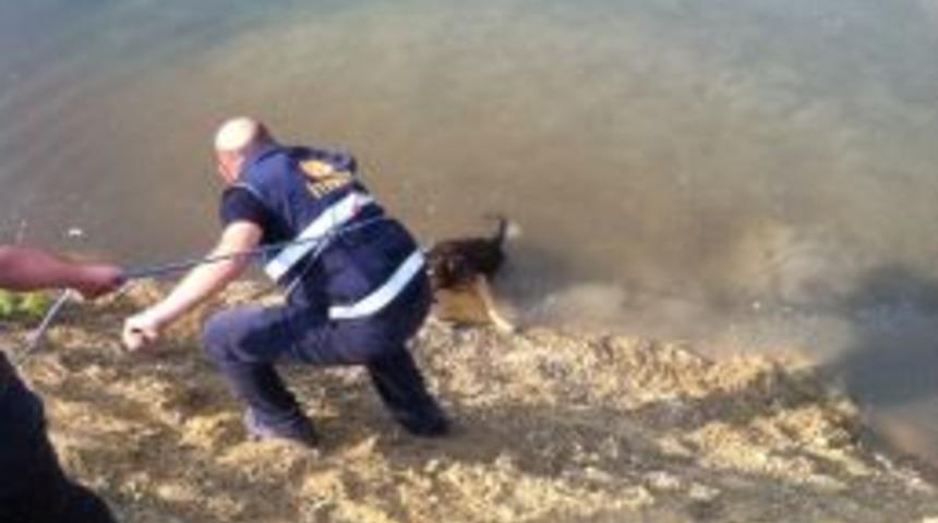 K&ouml;pek Kurtarma Operasyonu