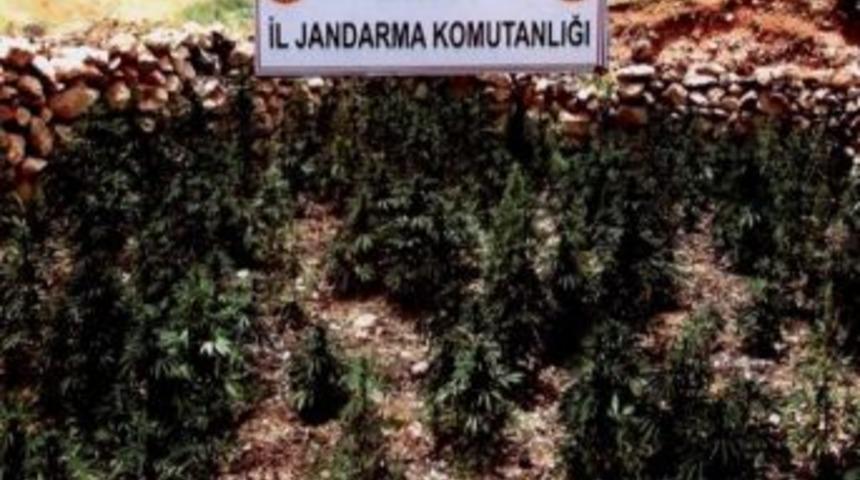 Baykan&lsquo;da Kubar Esrar Ve Kenevir Ele Ge&ccedil;irildi