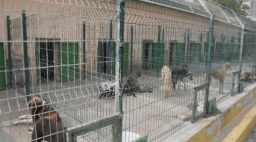 Hayvanları Koruma G&uuml;n&uuml;nde Karantina &Uuml;nitesi
