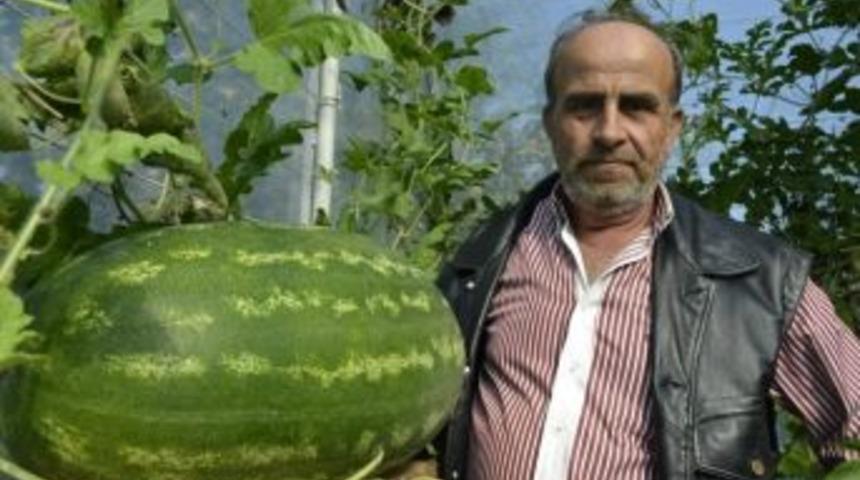 Kdz. Ereğli'de 42 kiloluk karpuz yetişti