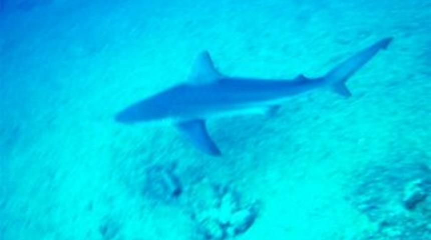 Kum K&ouml;pekbalıkları Yakın Takipte