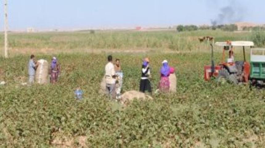 Şanlıurfa&rsquo;nın 'beyaz Altını'nda Hasat Devam Ediyor