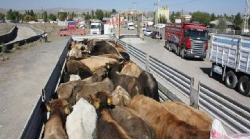 Bu Yıl, Ge&ccedil;en Yılın Iki Katı Kurban Meydanlarda Olacak