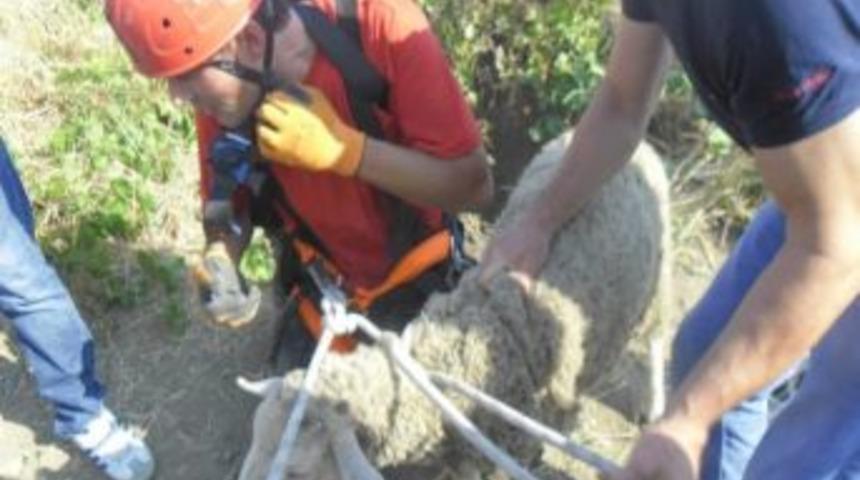 Soma'da Kuzu Kurtarma Operasyonu