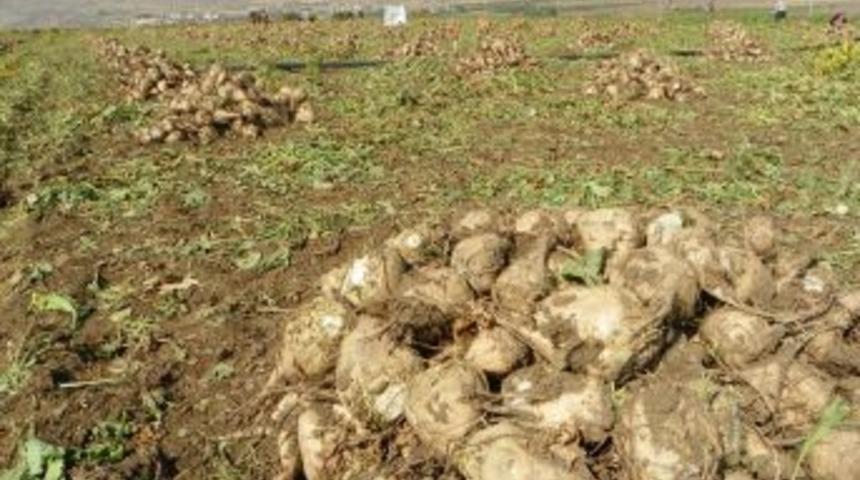 Kırıkkale&rsquo;de Şeker Pancarı Hasadı Başladı