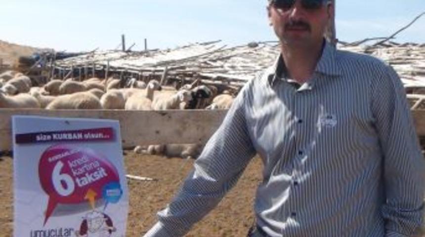 Mandıra Sahibi Kurbanlıkları Kredi Kartına 6 Taksitte Satıyor