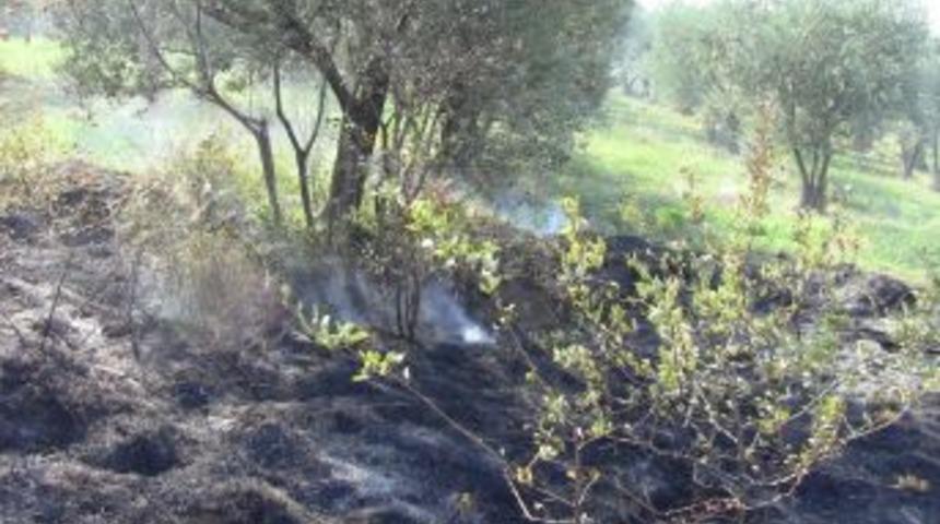 Zeytinlik Alandaki Yangın B&uuml;y&uuml;meden S&ouml;nd&uuml;r&uuml;ld&uuml;
