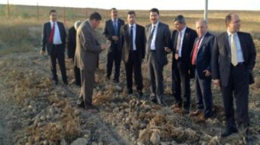 Patateste &Ccedil;&ouml;z&uuml;m İ&ccedil;in Kollar Sıvandı