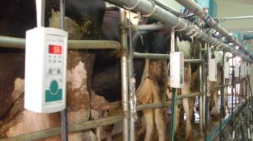 İneklere Dijital Teknolojik Sağım