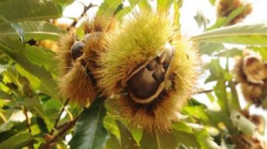 Kestane Y&uuml;z G&uuml;ld&uuml;r&uuml;yor