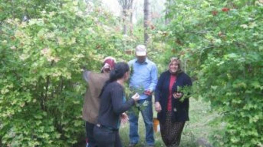 Gilaboru&rsquo;da Hasat Zamanı