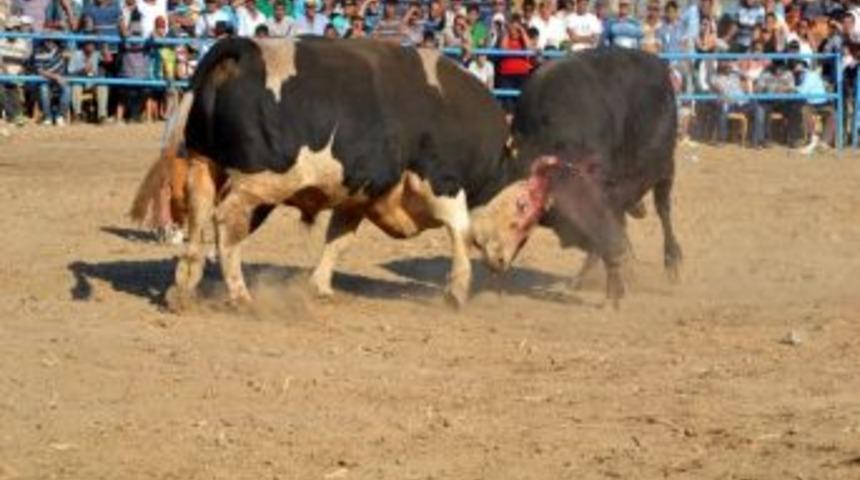 Bahis Ve Şiddet İddiaları Boğa G&uuml;reşlerini G&ouml;lgeledi