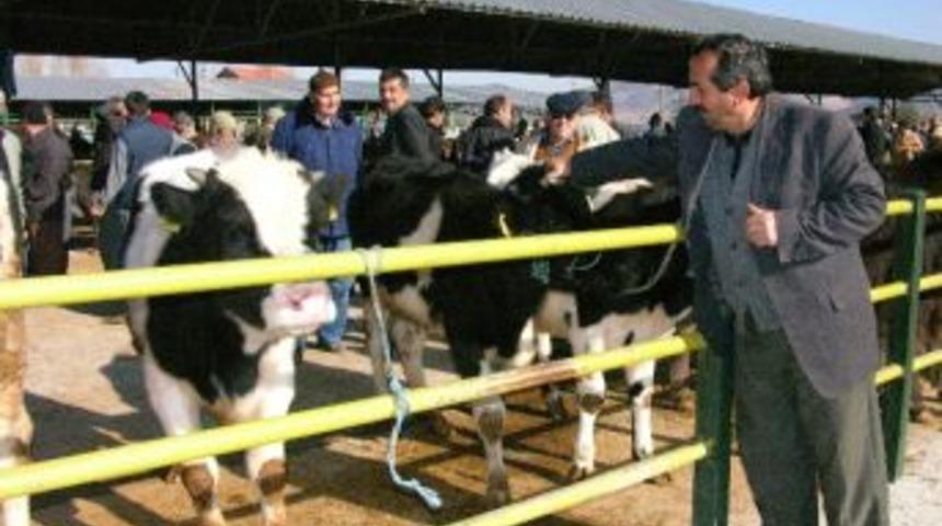 Isparta&rsquo;da Canlı Hayvan Pazarı A&ccedil;ıldı