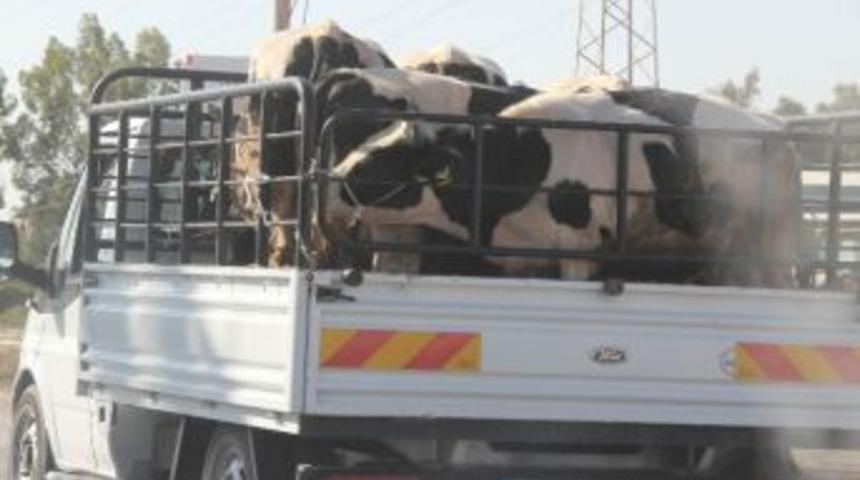 Kurbanlıklar Balık İstifi Taşınıyor