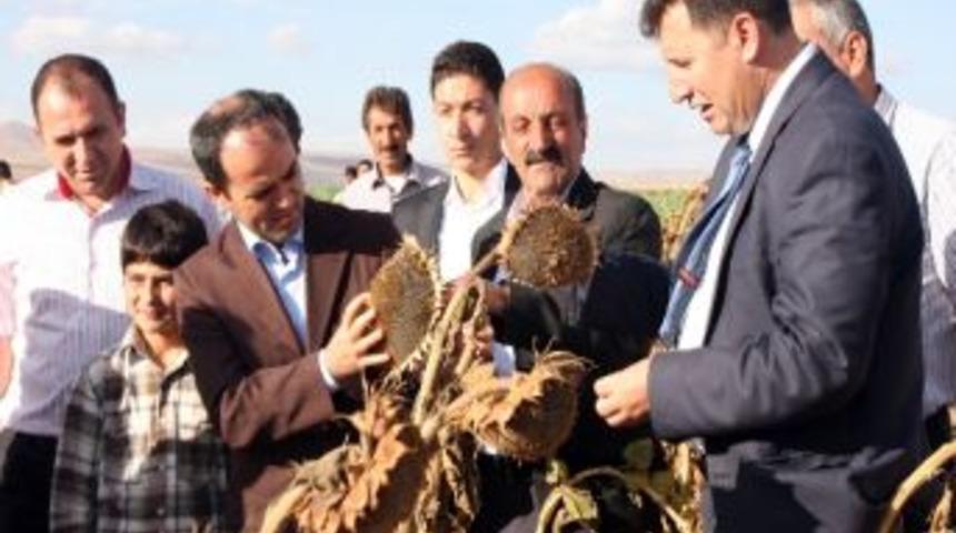 Ahlat Ay&ccedil;i&ccedil;eği Yetiştiriciliğinde Trakya&rsquo;ya Rakip