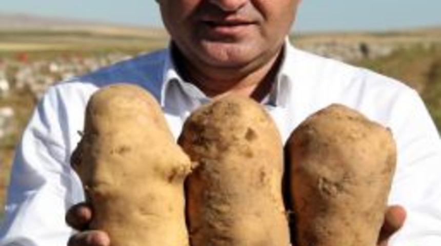 Ahlat'ta Kumpirlik Patatesler