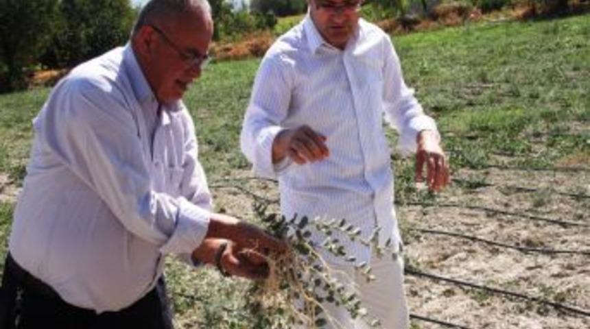 Dolar A&ccedil;an Kapariye Talep &Ccedil;ok, &Uuml;r&uuml;n Yok