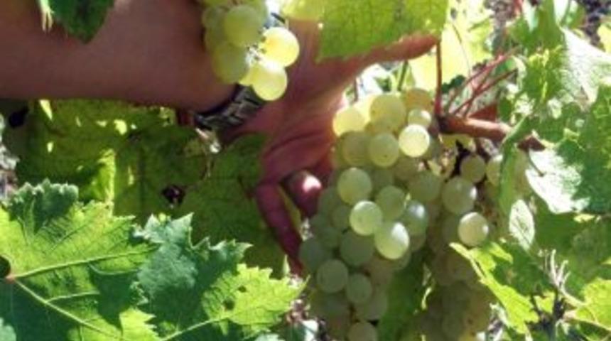 &Uuml;z&uuml;m Bağlarında Verim Arttı