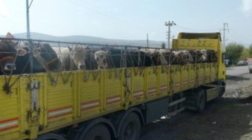 Kurbanlıklar &Ouml;nce Ila&ccedil;landı, Sonra Yola Koyuldu