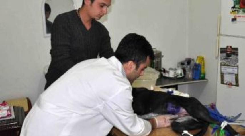 Kastamonu&rsquo;da Sokak Hayvanları Aşılanıyor