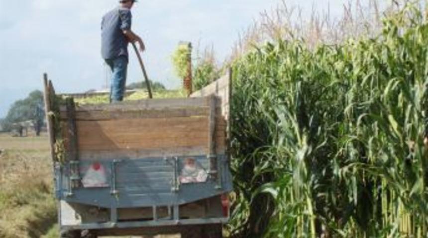 Silajlık Mısır &Uuml;reticinin Y&uuml;z&uuml;n&uuml; G&uuml;ld&uuml;r&uuml;yor