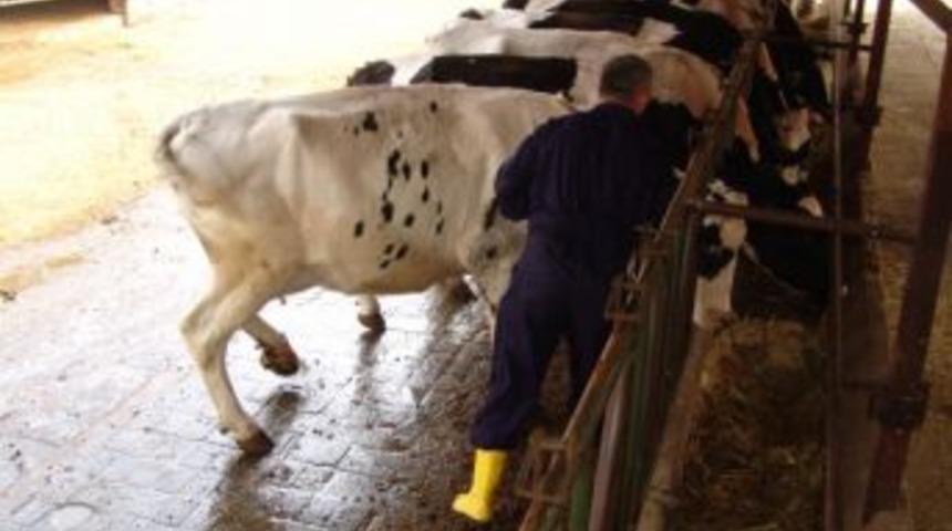 Şap Hastalığına Karşı 19 Ilde Aşılama Başlatıldı