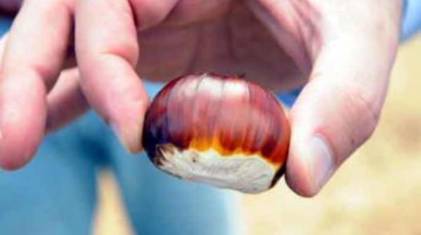 Kestane, K&ouml;yl&uuml;n&uuml;n Y&uuml;z&uuml;n&uuml; G&uuml;ld&uuml;rd&uuml;