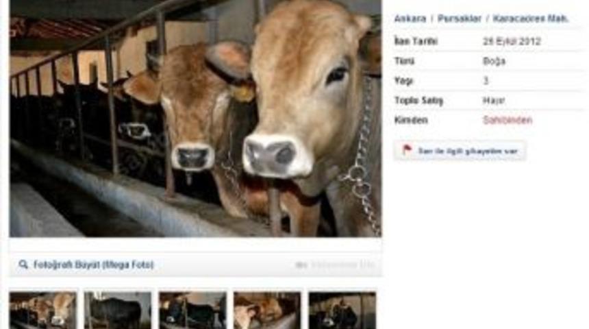 Kurbanlık Satışları İnternete Düştü
