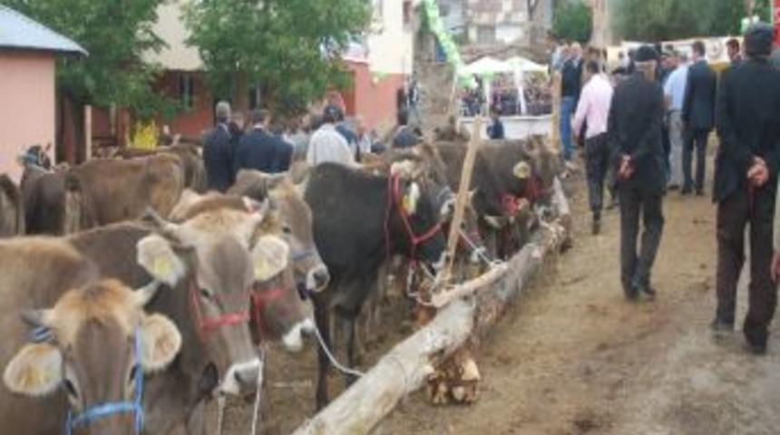 Ork&ouml;y Projesi Kapsamında K&ouml;yl&uuml;lere S&uuml;t Sığırı Dağıtıldı.