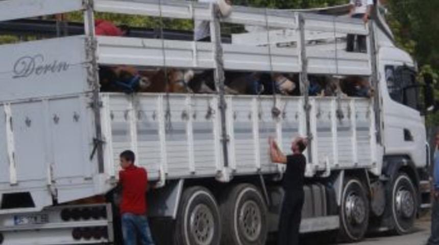 Muş&rsquo;ta Kurbanlık Telaşı