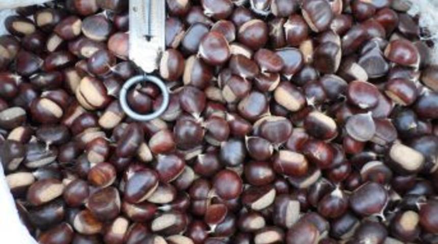Alaplı'da Kestane Pazara Indi