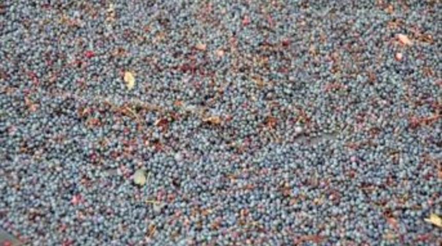 Demirci&rsquo;de &Ccedil;itlenbik Yoğun İlgi G&ouml;r&uuml;yor