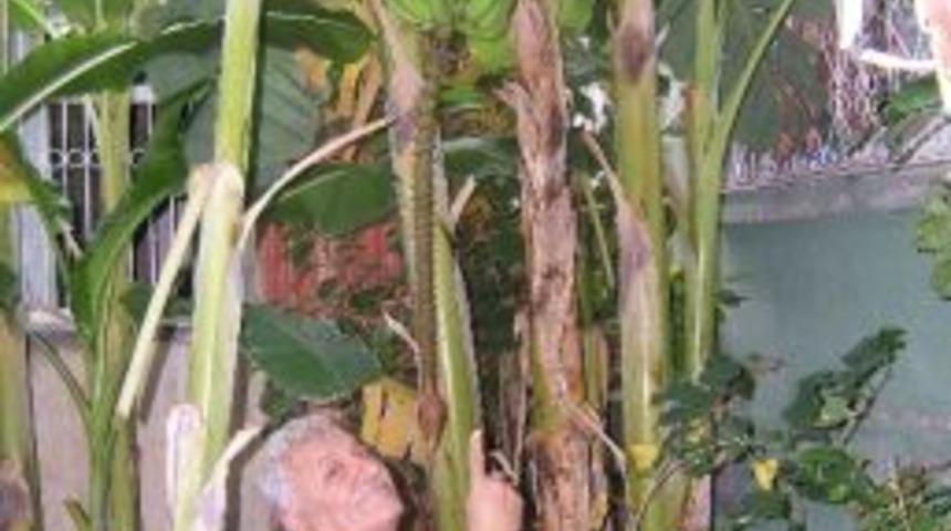 Bah&ccedil;esinde Muz Yetiştirdi