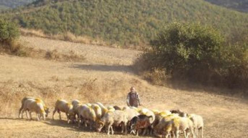 60 Yıldır Kurbanlık Satıyor