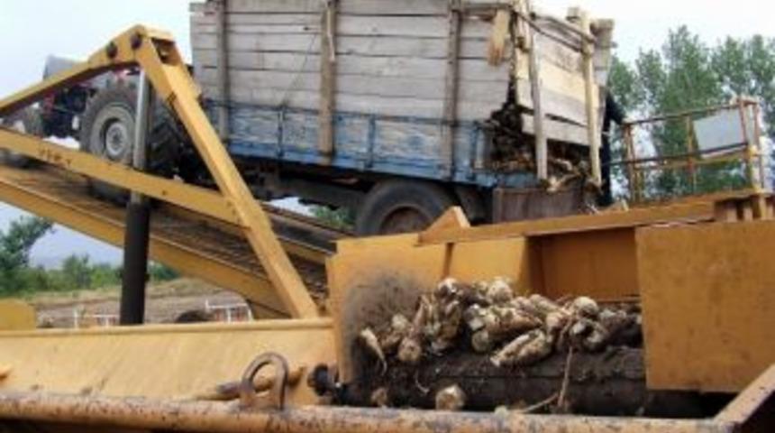 Suşehri’nde Şeker Pancarı Alımları Başladı