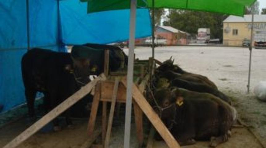 Orhangazi&rsquo;de Kurban Pazarı A&ccedil;ıldı