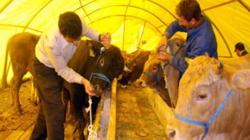 Etimesgut&rsquo;ta Kurban Hazırlıkları S&uuml;r&uuml;yor
