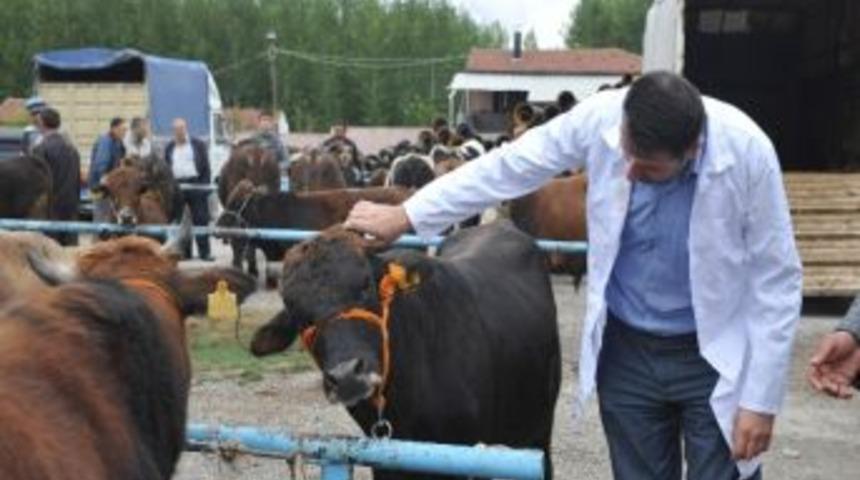 Boz&uuml;y&uuml;k&rsquo;te Kurbanlıklar Sağlık Kontrol&uuml;nden Ge&ccedil;iriliyor