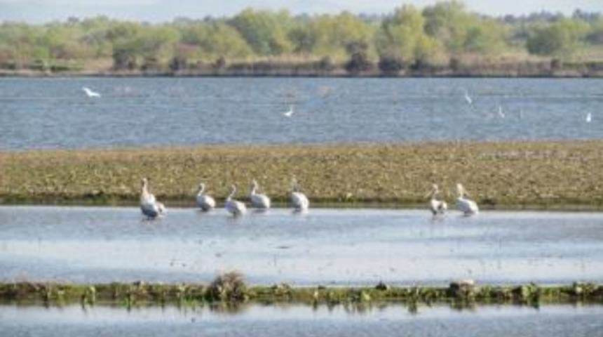 Eski Menderes Azmakları Balıklara Mezar Oldu
