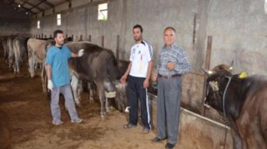 Kurbanlık Hayvanların Şap Ve Şarbon Aşılarını Kontrol Ettirin