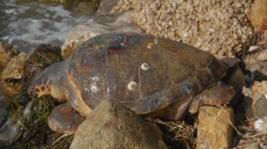 Deniz Kaplumbağaları &Ccedil;anakkale&rsquo;de Tartışılacak