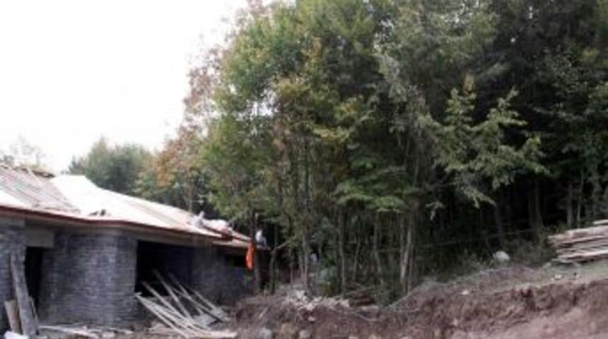 Sahipsiz Sokak Hayvanları, Doğal Yaşam Alanlarını Sevdi