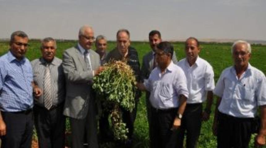 Gaziantep&rsquo;te Yer Fıstığı &Uuml;retimi