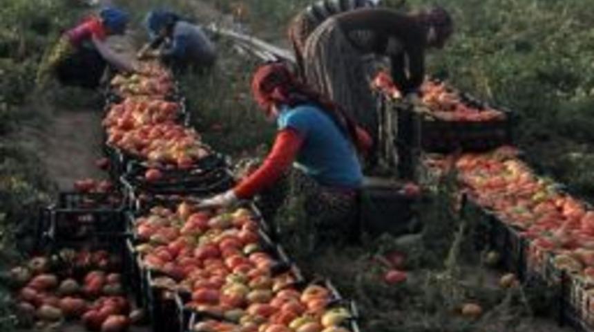 Bitlis'te Domates &Uuml;retimi