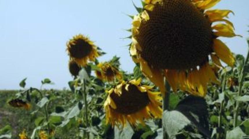 Muş&rsquo;un Ay&ccedil;i&ccedil;eğinden D&uuml;nya Sofralarına Yolculuk