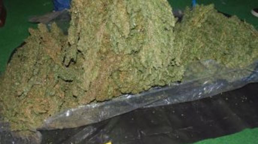 Tokat&rsquo;ta 201 Kilo Esrar Yakalandı