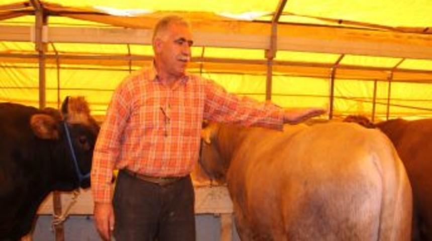 Kurbanlıklar Satışa &Ccedil;ıktı